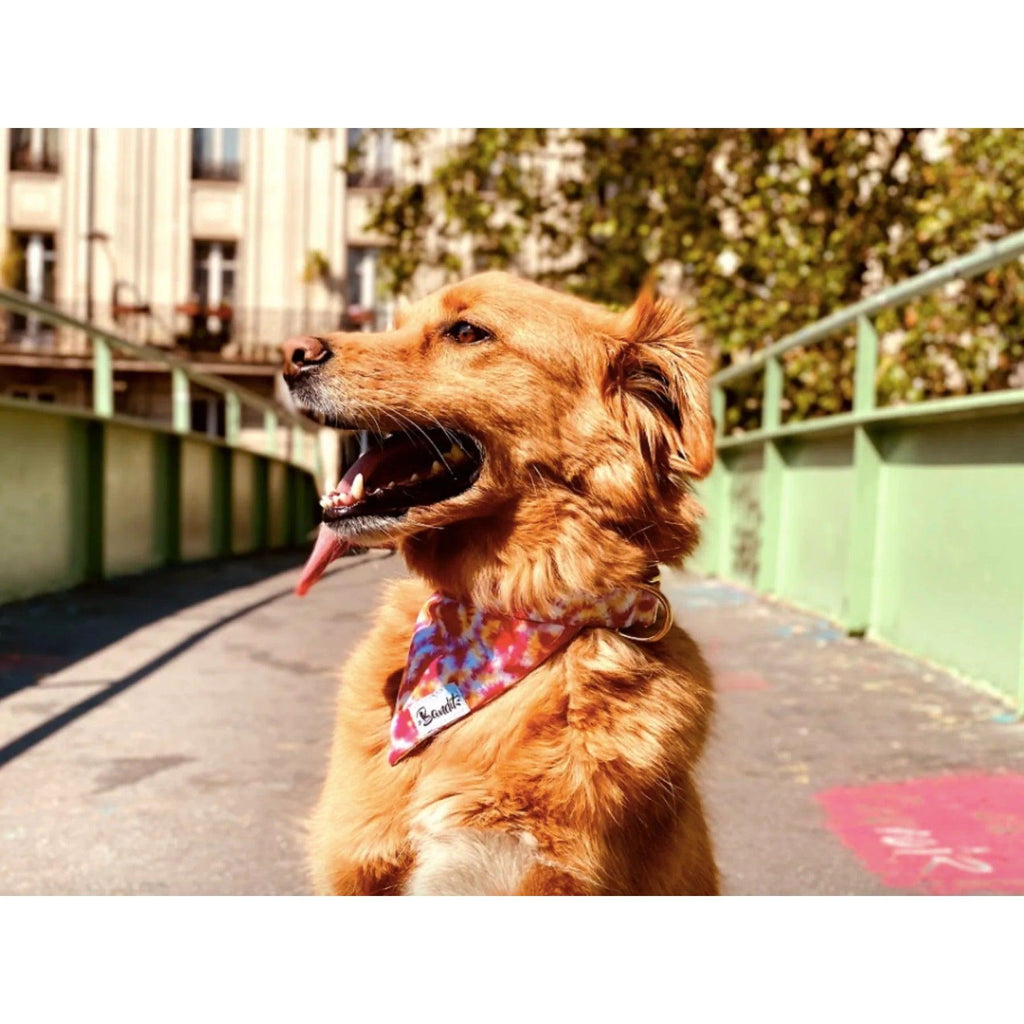 Bandana Bandikini - French Bandit-Magna-Carta