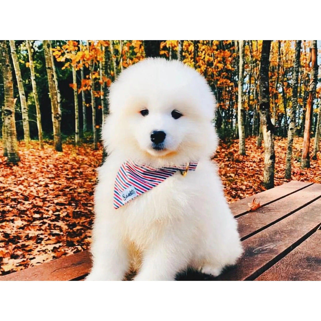 Bandana French Banban - French Bandit-Magna-Carta