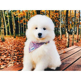 Bandana French Banban - French Bandit-Magna-Carta