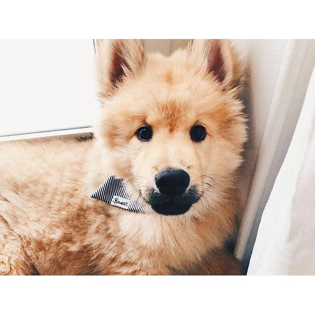 Bandana In The Navy - French Bandit-Magna-Carta