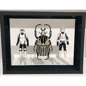 Coffret d'entomologie Star Wars - Biker Scout / Coléoptère - Benjamin Pietri-Magna-Carta