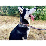 Laisse 120 cm fine French Banban - French Bandit-Magna-Carta