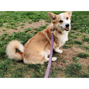 Laisse 120 cm fine French Banban - French Bandit-Magna-Carta